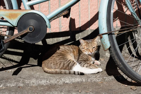 Сонний Таббі Кіт Спить Під Сонцем Біля Велосипеда — стокове фото
