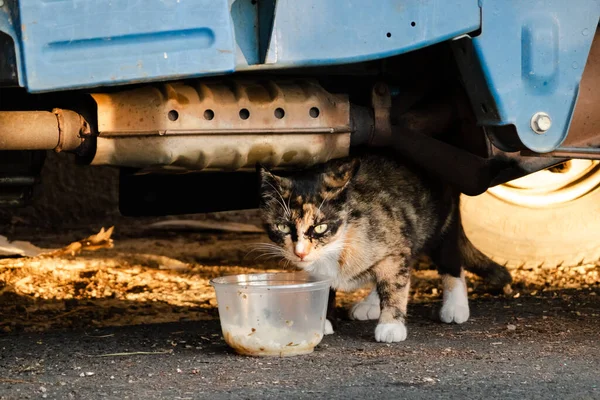 Stray Cat Eat Food Street City — Stock Photo, Image