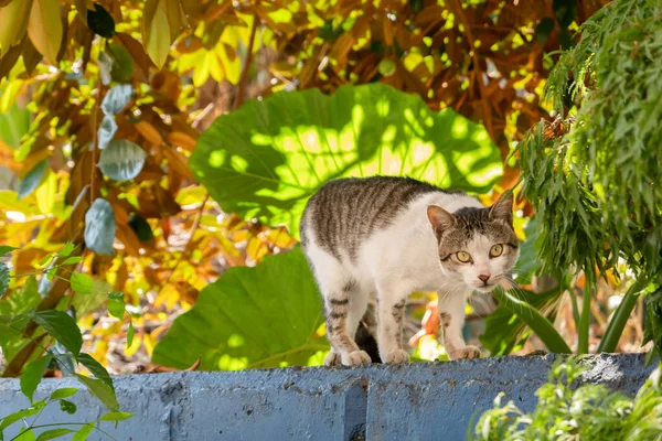 Ostrożnie Błąkający Się Kot Patrzy Ciebie Zewnątrz — Zdjęcie stockowe