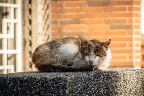 Stray Cat Sick Drooling Street — Stock Photo, Image