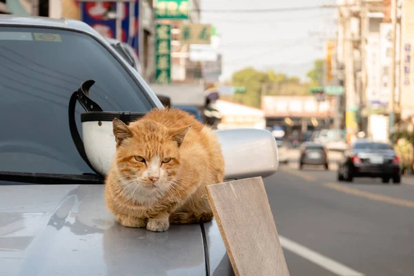 Sick Stray Ginger Cat Sit Car Street City — Stock Photo, Image