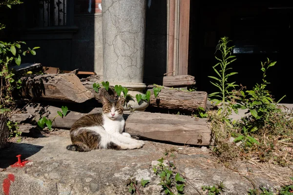 Vagabondo Grasso Gatto Sonno Fuori Una Città — Foto Stock