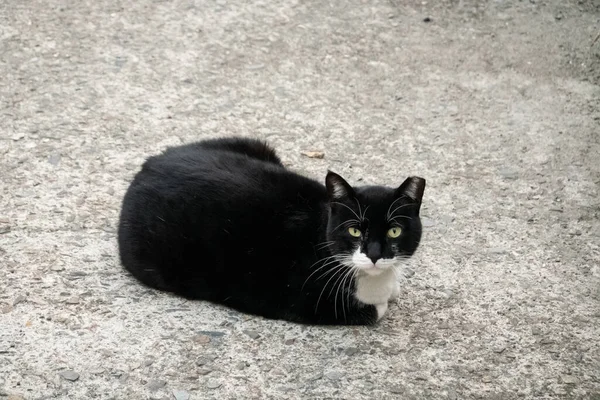 城市的大街上坐着一只黑猫 — 图库照片