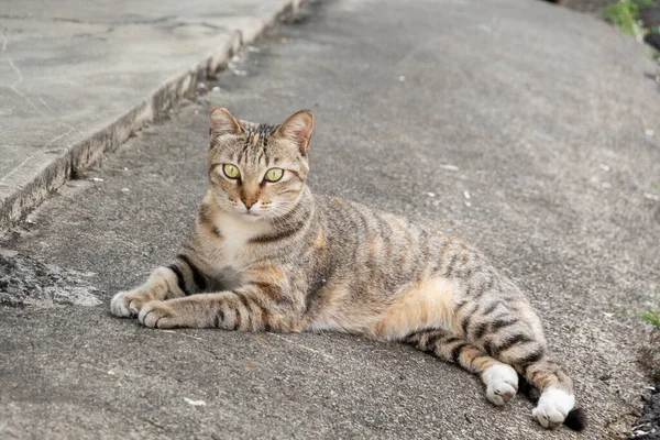 Gato Vagabundo Tendido Suelo Calle Una Ciudad — Foto de Stock