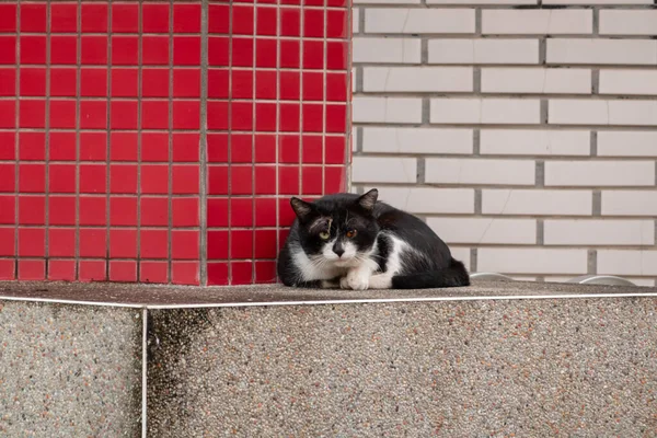 Verdwaalde Zwart Wit Kat Zitten Een Muur Straat — Stockfoto