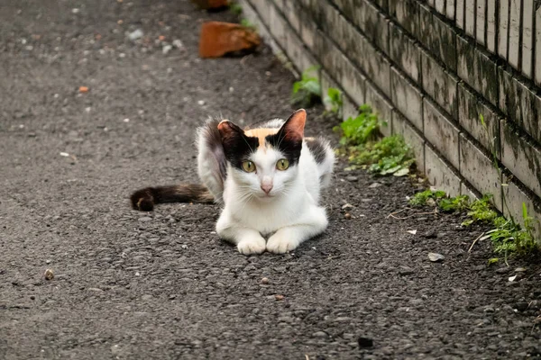 Pequeno Gato Vadio Tartaruga Sentar Chão Com Cuidado Rua — Fotografia de Stock
