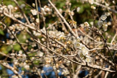 Tayvan 'ın Nantou şehrinde kışın açan beyaz erik çiçeklerinin manzarası.
