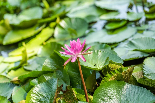 Pink Lotus Flower Green Leaves Farm — Stock Photo, Image