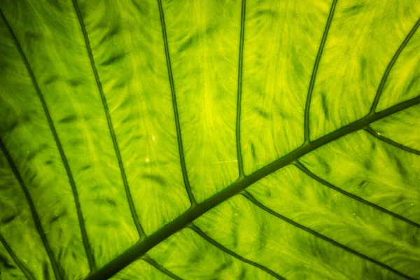 Yeşil Alocasia Odora Yaprağı Şehrin Açıklarında — Stok fotoğraf
