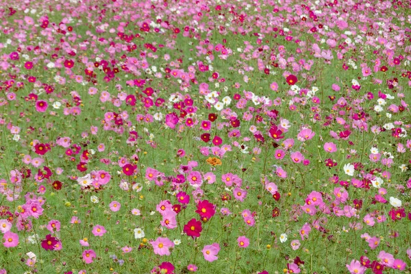 Colorido Cosmos Flores Fazenda Exterior — Fotografia de Stock