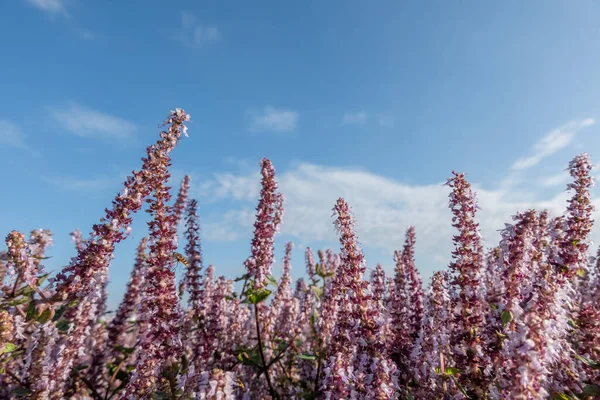 Růžová Fialová Mesona Květiny Farmě Pod Modrým Nebem — Stock fotografie