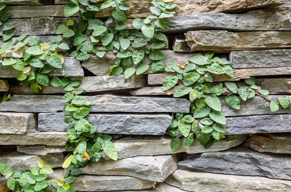 Stone Wall Green Moss Background — Stock Photo, Image