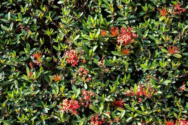 Grüne Mauer Zaun Hintergrund Mit Roten Blumen — Stockfoto