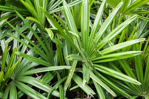 Tropische Pflanzen Hintergrund Der Grünen Blätter Natur Textur — Stockfoto