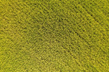 Changhua, Tayvan 'daki sarı pirinç çiftliğinin havadan görünüşü