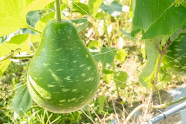 yeşil şişe kabağı dışarıdaki ağaçta.