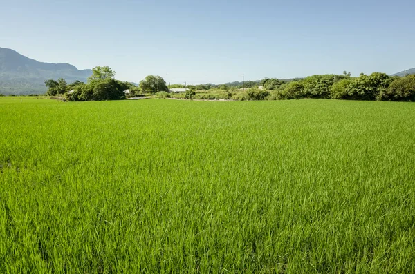 Paesaggio Verde Paddy Farm Campagna — Foto Stock