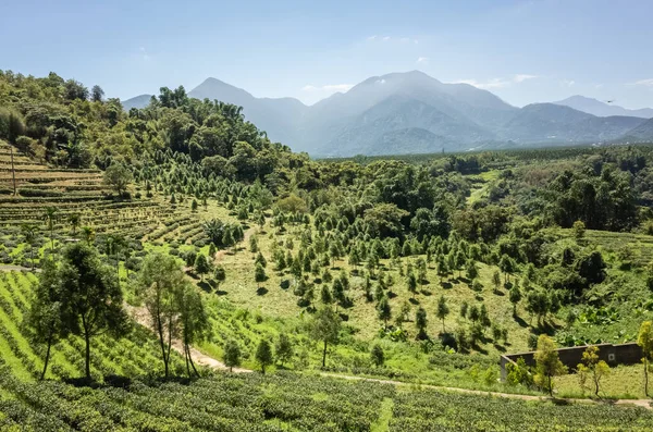 Wiejskie Krajobrazy Farmy Herbaty Miejscowości Yuchi Nantou Tajwan — Zdjęcie stockowe
