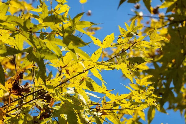 Gele Bladeren Onder Blauwe Hemel Concept Van Herfst — Stockfoto