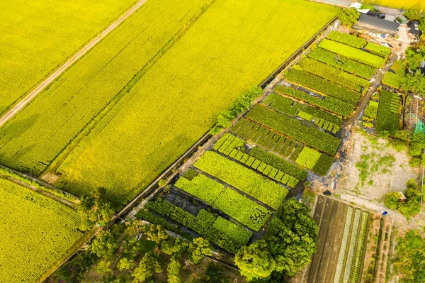 Vista Aerea Dell Azienda Agricola Con Riso Verdura Taiwan — Foto Stock