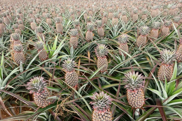 Krajina Ananasové Farmy Přírodě Tchaj Wanu — Stock fotografie