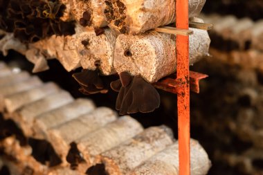 Nantou, Tayvan 'daki bir çiftlikte plastik poşette büyüyen mantarlar.