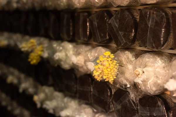 Mushrooms Growing Plastic Bag Farm Nantou Taiwan — Stock Photo, Image