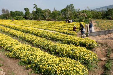 Tongluo, Tayvan - 14 Kasım 2019: Turistler Miaoli, Tayvan, Asya 'da bir kasımpatı çiçeği çiftliğinde yürüyorlar.