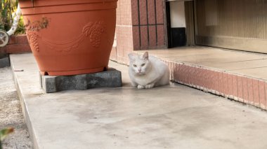 Dikkatli bir şekilde sokak ortasında başıboş beyaz bir kedi