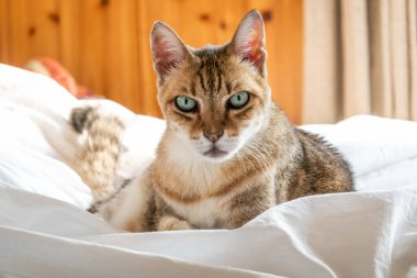 Tembel ve komik tekir kedi evde bir yatakta uyur.