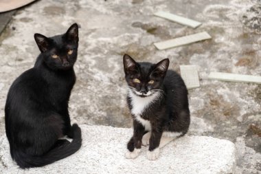 Sokak kedisi ve erkek kardeşi sokakta.