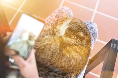 Cep telefonu olan bir kedi, yaşlı bir kedi bir kadının kalçasına oturur..