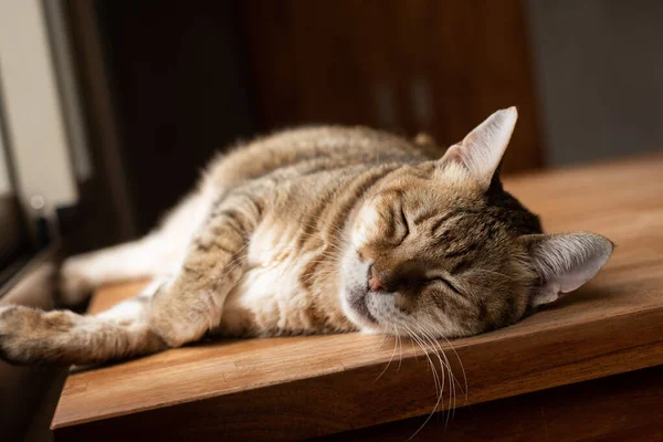 Lat Katt Sover Träbordet — Stockfoto