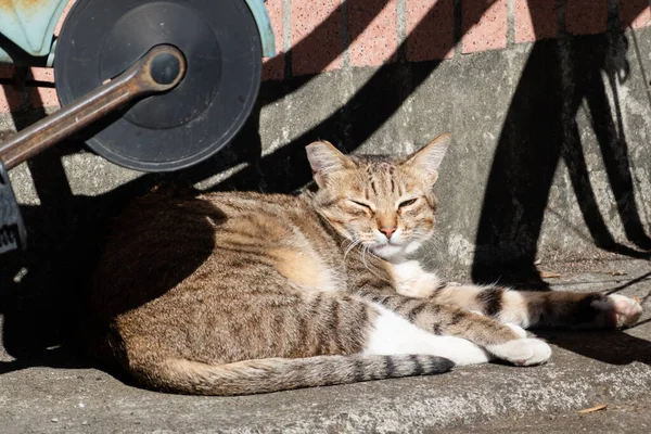 Senny Tabby Kot Spać Pod Słońcem Pobliżu Rower — Zdjęcie stockowe