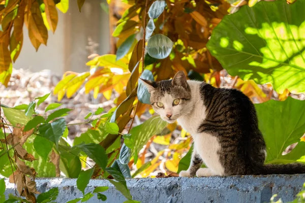 Бережно Бродячая Кошка Смотрит Тебя Снаружи — стоковое фото