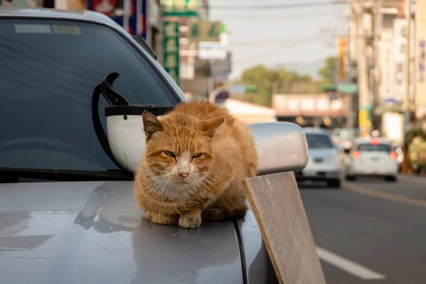 Malade Chat Roux Errant Assis Sur Une Voiture Rue Dans — Photo