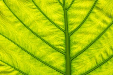 Açık havada yeşil alocasia odora yaprağının arka planı
