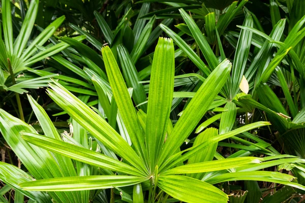 Fondo Plantas Tropicales Hojas Verdes Textura Naturaleza — Foto de Stock