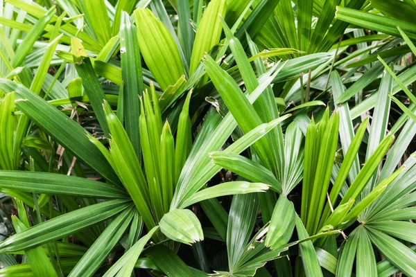 Тропічний Рослинний Фон Зеленого Листя Текстура Природи — стокове фото