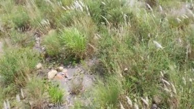 Tayvan, Nantou 'da bir nehrin kenarındaki tarlada beyaz çiçek ve tohum bulunan yabani şeker kamışı çimleri.