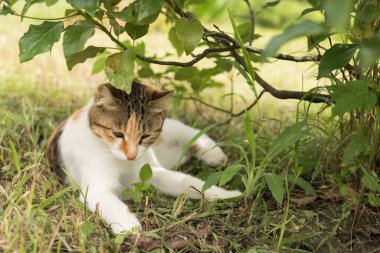 Küçük kedi ağaçların altında uyuyor.