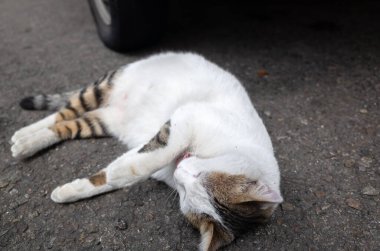 Sokak kedisi sokakta yerde yatıyor.
