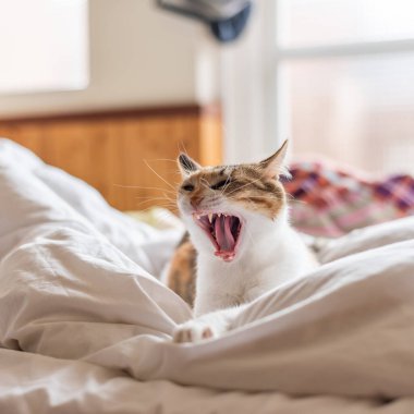 Küçük kaplumbağa kabuğu kedi esniyor ve evdeki yatakta yatıyor.