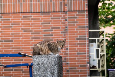 Sokak kedisi şehirde bir sokakta oturuyor.
