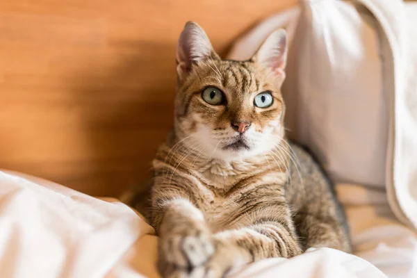 Faule Und Lustige Gestromte Katze Bleibt Hause Auf Dem Bett — Stockfoto