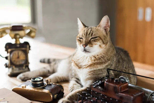 cat stay on table when people working at home