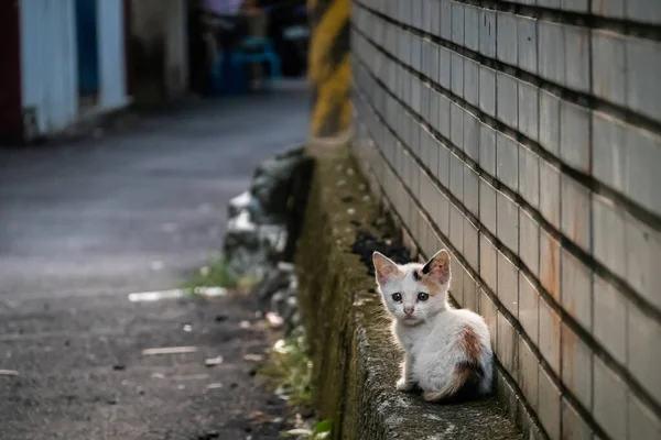 Маленький Бродячий Кіт Сидить Вулиці Місті — стокове фото
