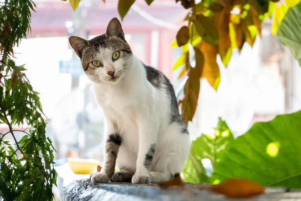 Carefully Stray Cat Look You — Stock Photo, Image