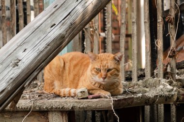 Kızıl, sokak kedisi terk edilmiş bir binada oturuyor.