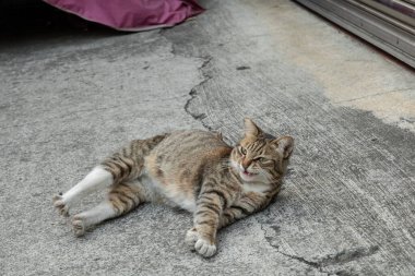 Tembel tekir kedi şehirde sokakta uyuyor.